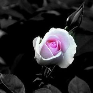 Meet your Posher, Bernie